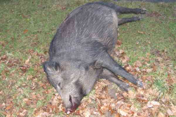 Porc mistreț cu PPA, găsit mort într-o pădure din Romuli! Prefectura a luat măsuri