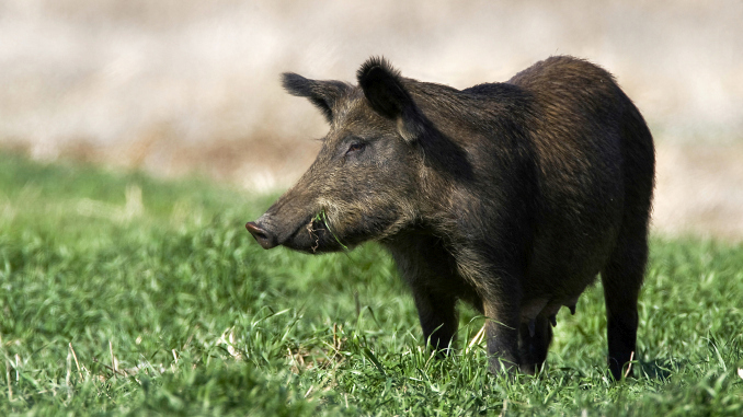 Un caz de pestă porcină africană a fost confirmat în Bistrița-Năsăud