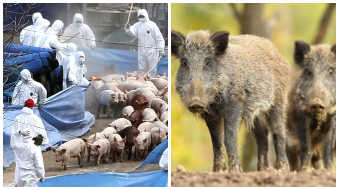 Un caz de Pestă Porcină Africană, confirmat în Bistrița-Năsăud