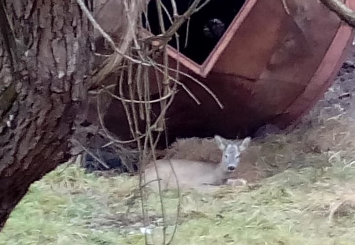Un pui de căprioară a murit la câteva ceasuri după ce ar fi fost lovit de o mașină Un pui de căprioară a murit la câteva ceasuri după ce ar fi fost lovit de o mașină