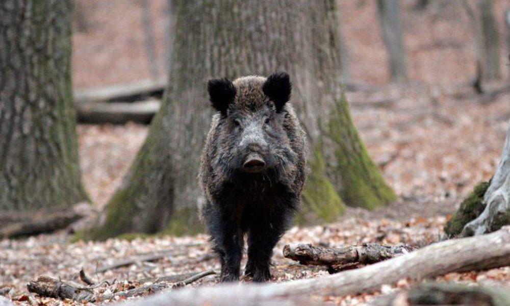 Cazuri de pestă porcină în două fonduri de vânătoare din județ Cazuri de pestă porcină în două fonduri de vânătoare din județ