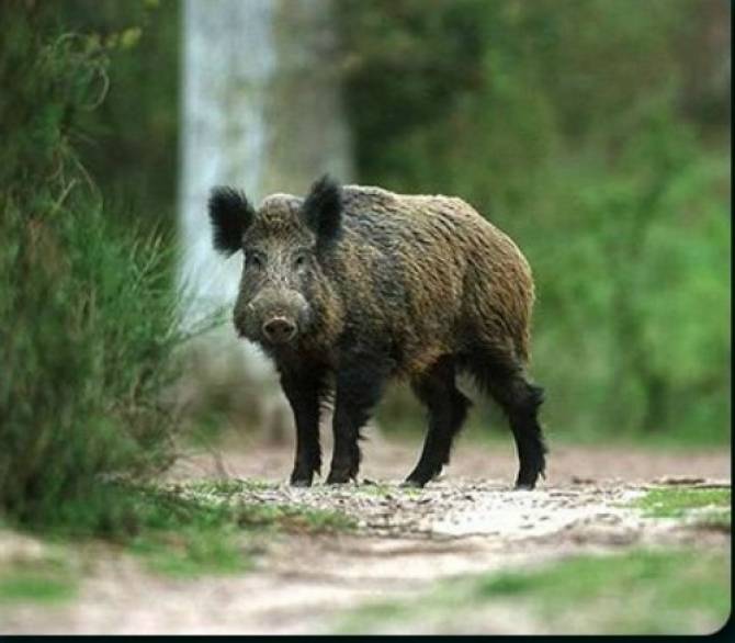Cazuri de pestă porcină africană, confirmate în două fonduri de vânătoare din Bistrița-Năsăud