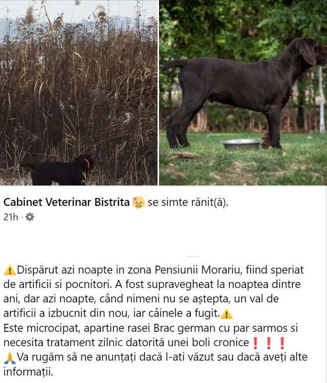 Zeci de animăluțe au fugit de acasă, speriate de petarde! Petiție ONLINE de interzicere a petardelor Zeci de animăluțe au fugit de acasă, speriate de petarde! Petiție ONLINE de interzicere a petardelor