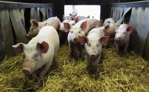 Pesta porcină africană a ajuns într-o exploatație de porci domestici din Nușeni