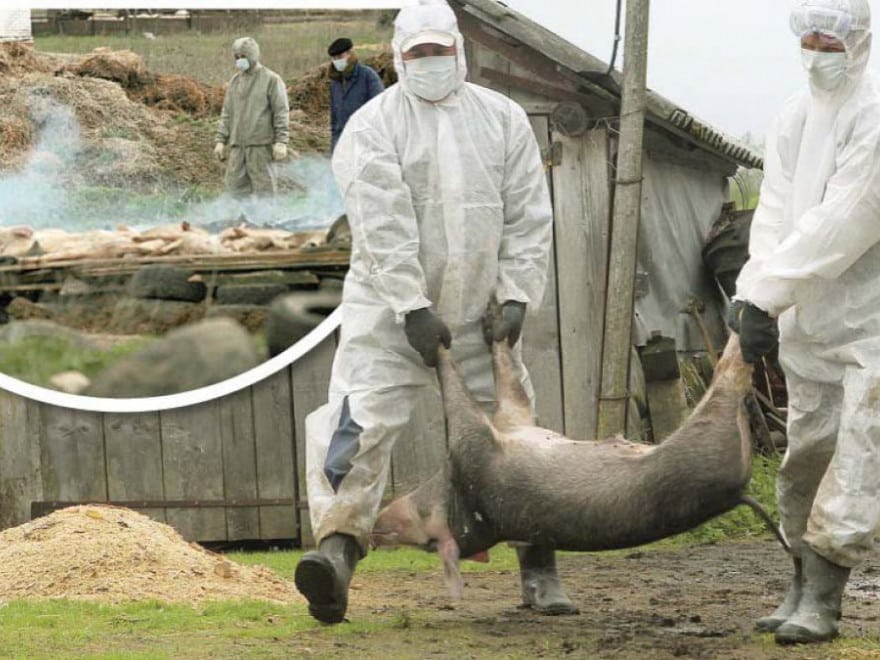 Pestă porcină la porci domestici, în Nușeni!