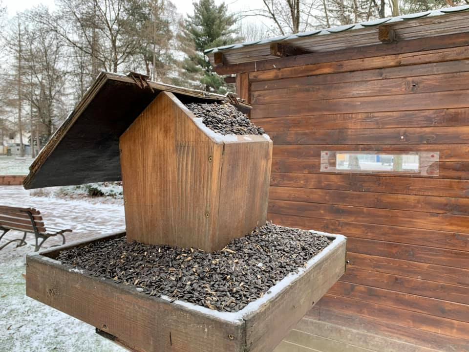 Nu omorâți păsările încercând să le hrăniți! CE puteți face pentru a le ajuta să treacă peste anotimpul rece: Nu omorâți păsările încercând să le hrăniți! CE puteți face pentru a le ajuta să treacă peste anotimpul rece: