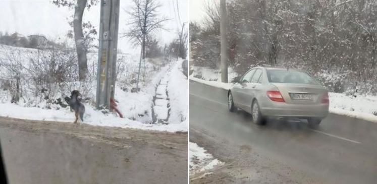 Profesoară corigentă la lecția umanității: A abandonat un câine în ger, aruncându-l dintr-un sac Profesoară corigentă la lecția umanității: A abandonat un câine în ger, aruncându-l dintr-un sac